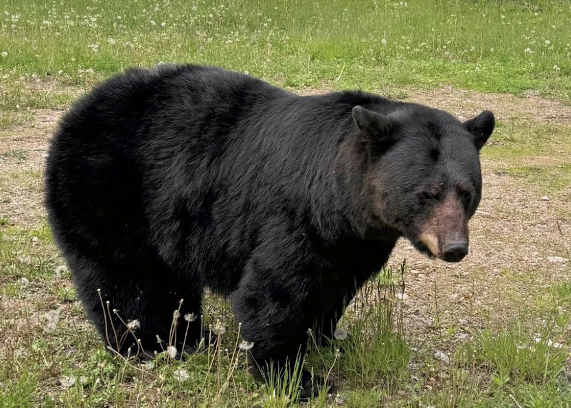It's Not Too Late to Join in on a Bear Course!  - UPDATE June 18, 2026
