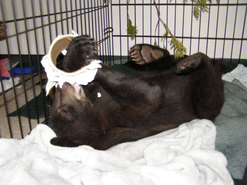 Lucky plays in cage inside Bear Center - 2007