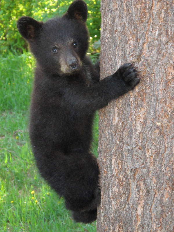 20110601_Bows_cub