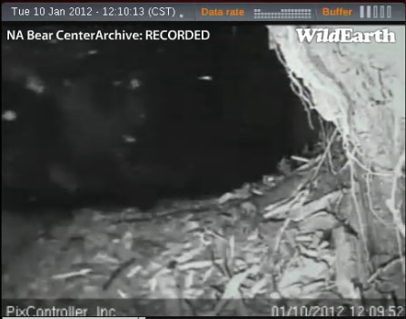 Jewel's swollen vulva - Jan 10, 2012