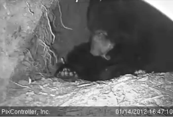 Jewel grooms herself - Jan 14, 2012