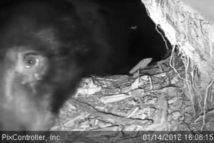 Jewel peeks out of den - Jan 14, 2012