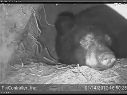 Jewel resting - Jan 14, 2012