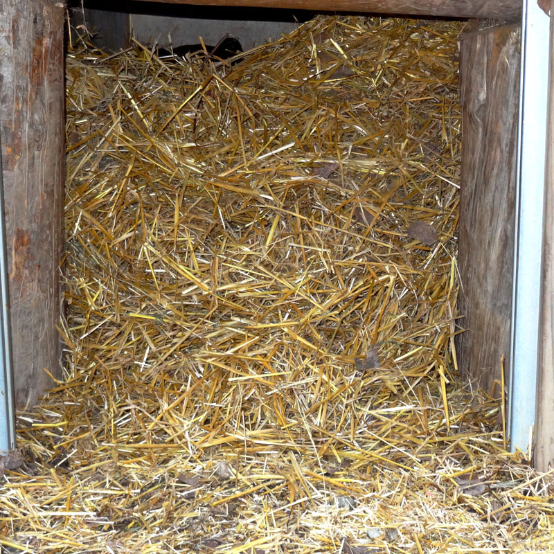 Lucky behind wall of straw - Nov 14, 2012