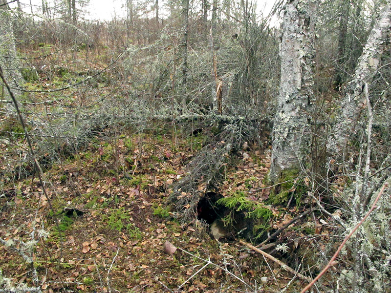 Daisy's den in foreground - dead balsams in background - Nov 21, 2012  