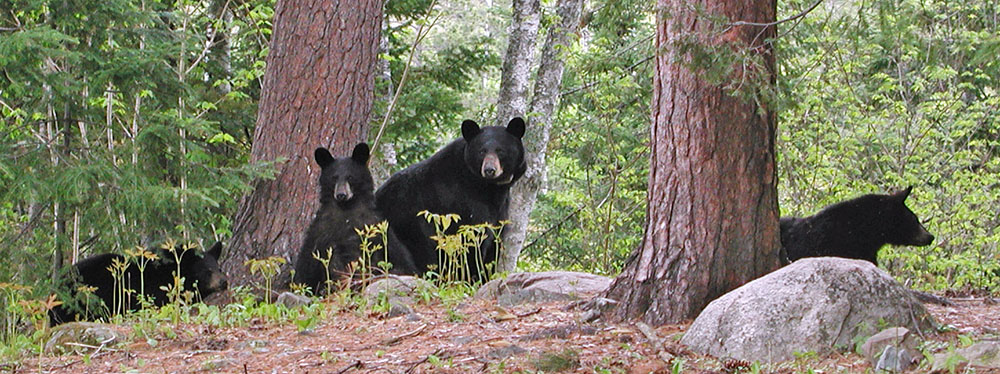 Blackheart and yearlings - May 2003  