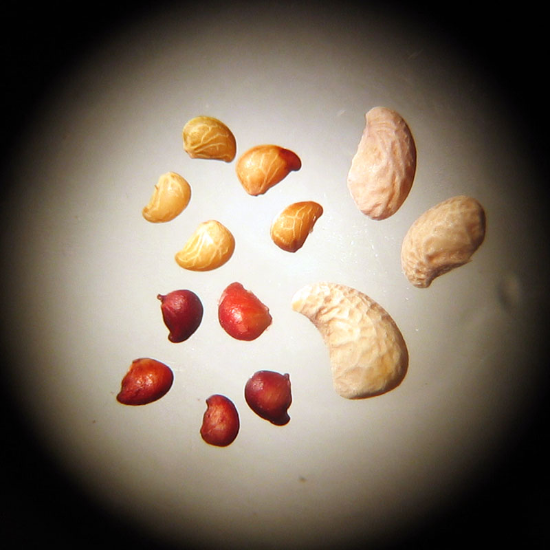 Strawberry seeds (left) and dewberry seeds (right)