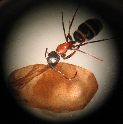 Ant still gripping pupa case - found in bear scat