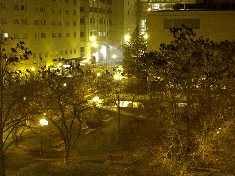 Crows roost near Mayo Clinic - Nov 30, 2012