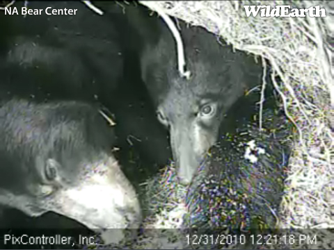 2011 - Lily-Hope den cam