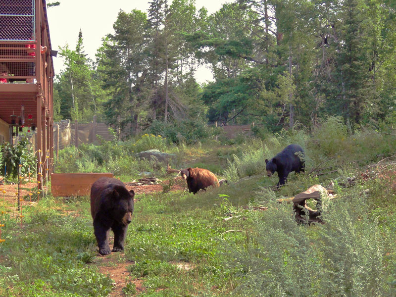 Ted, Honey, and Lucky
