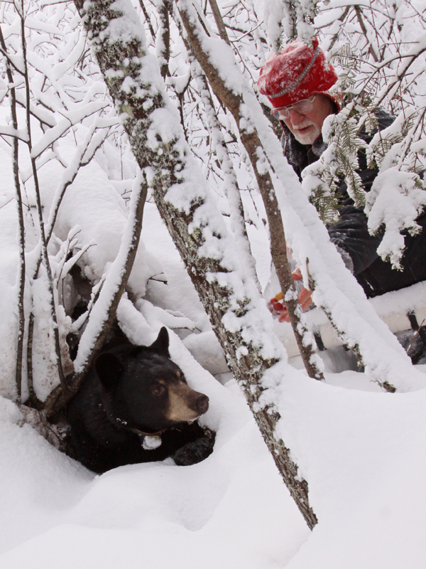 2011 Lily-Hope Den Cam