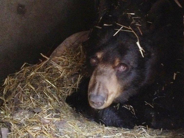 Honey in big bunker den - Dec 6, 2012