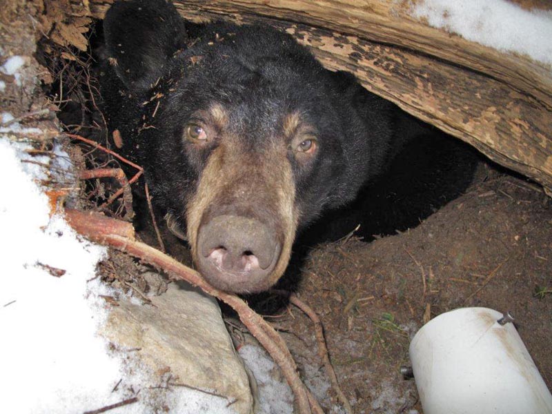 Lily with first den cam - 2010