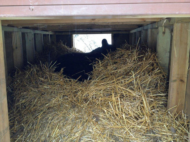 20121209 Ted in Chalet Den