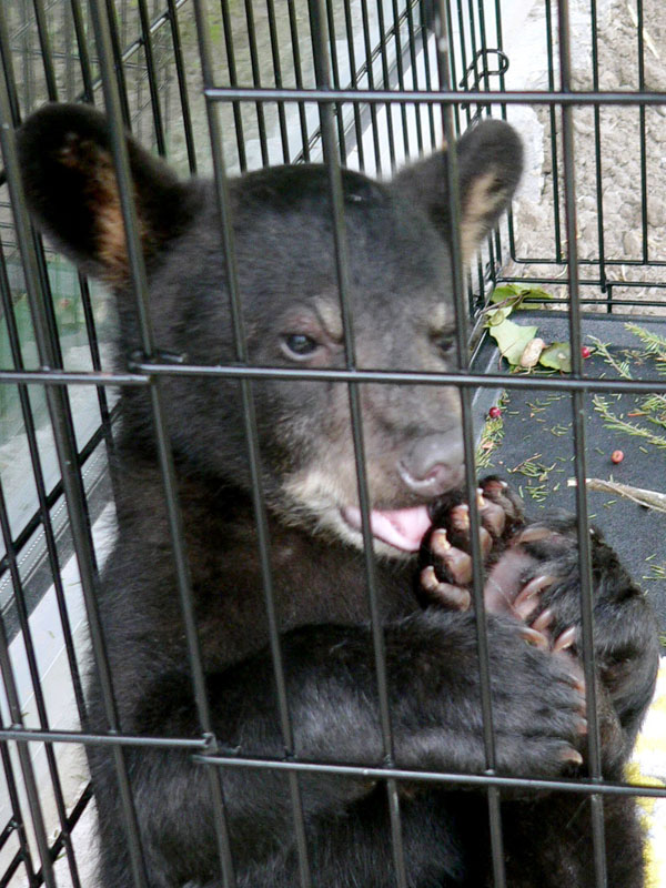 Lucky in cage inside Bear Center - 2007