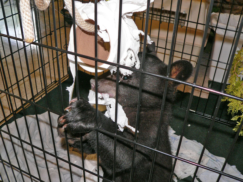 Lucky playing in cage inside Bear Center