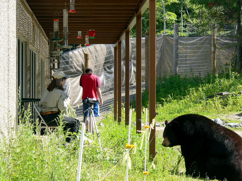 Donna videos Lucky's intro to big bears - 2007