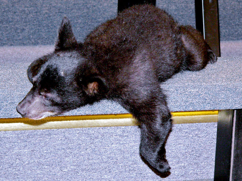 Tired Lucky in theater - 2007