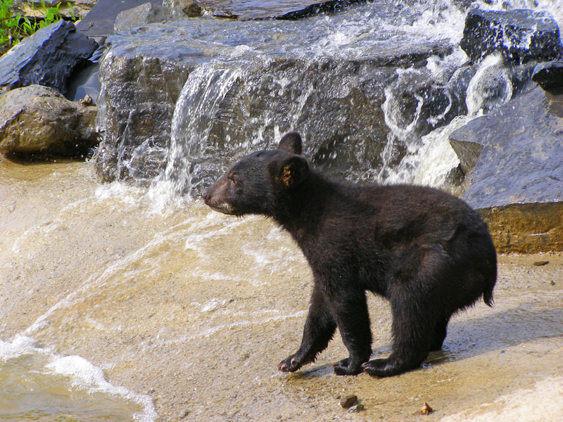 Lucky near waterfall - July 15, 2007