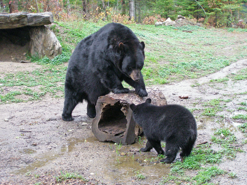 Ted and Lucky make friends - Oct 7, 2007