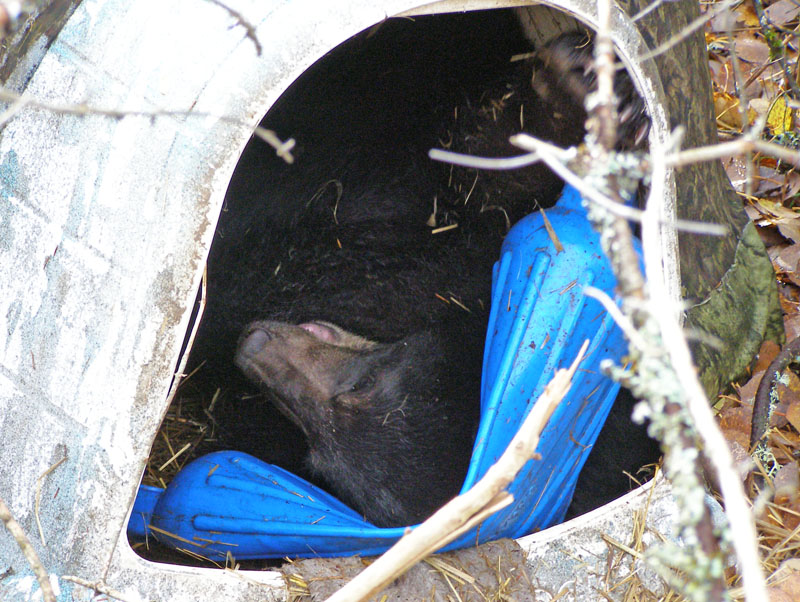 Lucky playing with his blue tube - Oct 20, 2007