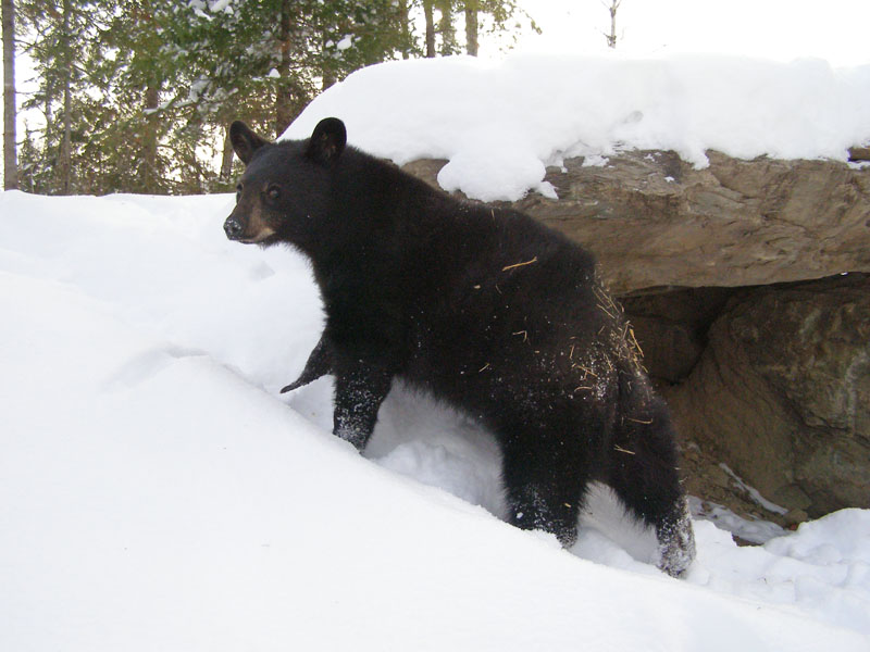 Lucky by rock den - Dec 10, 2007