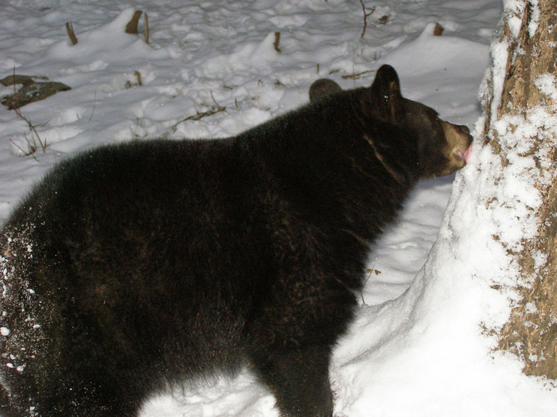 Lucky licks snow - Nov 6, 2007