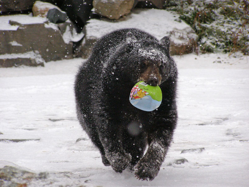 Lucky running in snow - Nov 26, 2007
