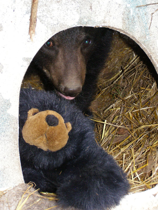 Lucky with his Teddy - Oct 30, 2007