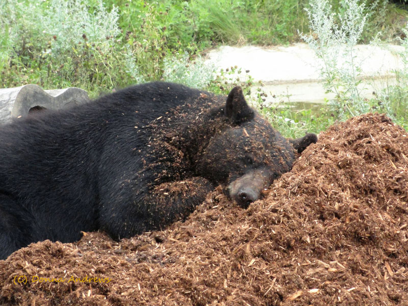 Lucky with cedar chips - Aug 2, 2011