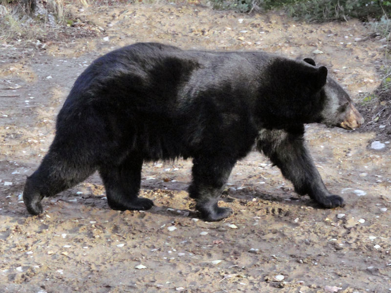 Lucky the bear - Nov 1, 2011