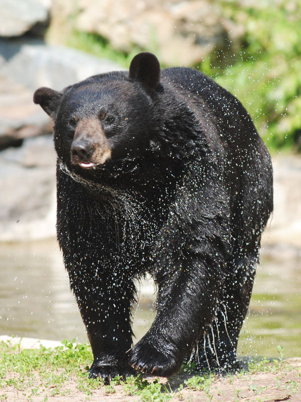 Lucky after a swim - April 24, 2012