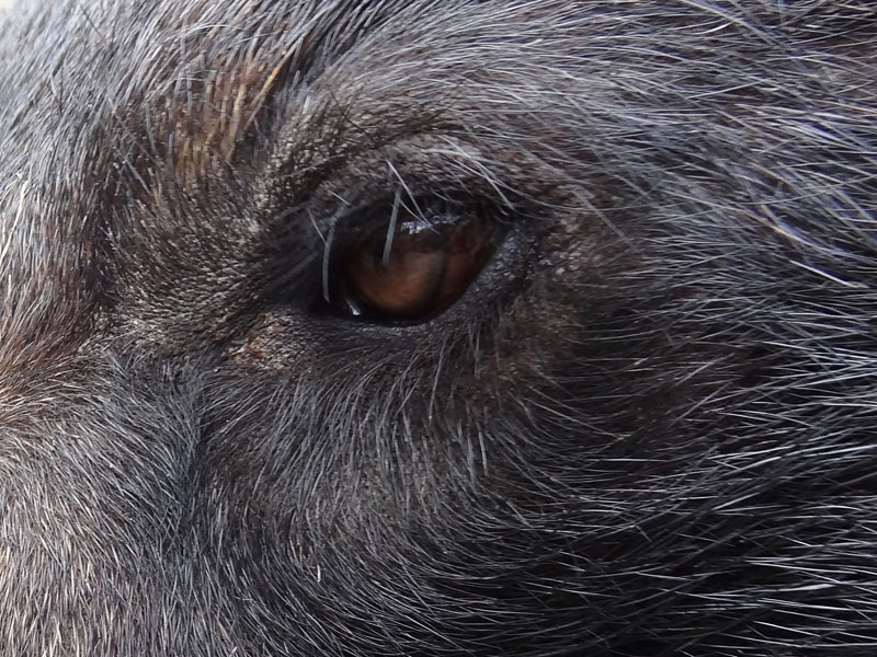 Close-up of Lucky's eye - Oct 20, 2012