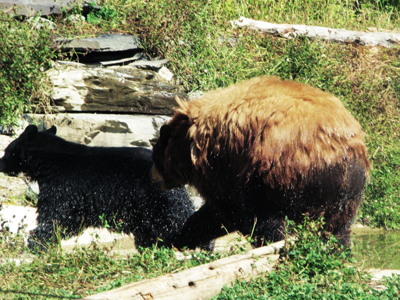 Lucky and Honey - Aug 31, 2008