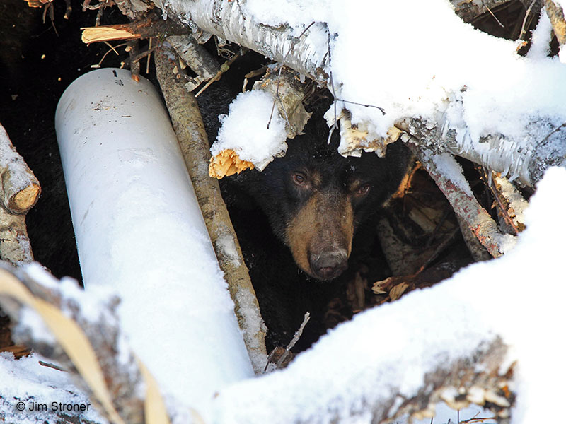 Lily checks out den cam - Dec 23, 2012