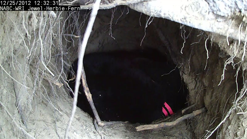 Jewel and cubs - Dec 25, 2012