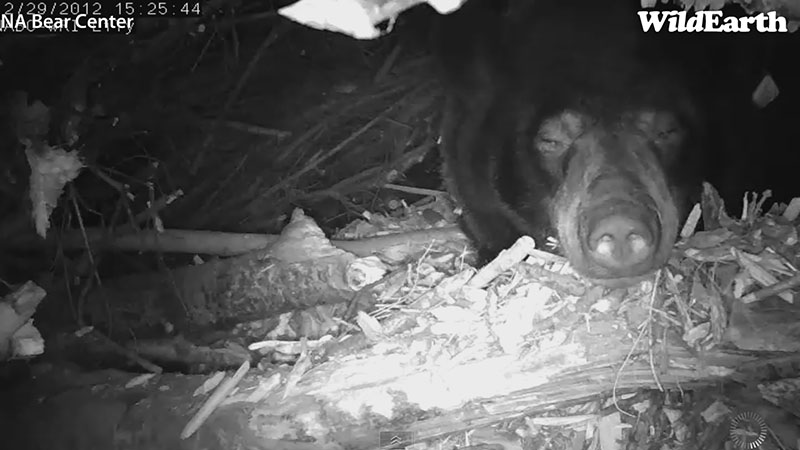 Lily rests after raking - Dec 29, 2012