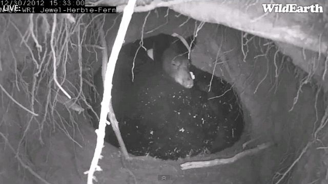 Jewel before root snip - Dec 30, 2012