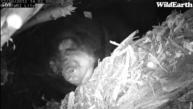 Lily after first cam adjustment - Dec 30, 2012