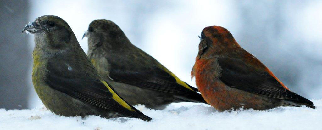 20121230 Red Crossbills