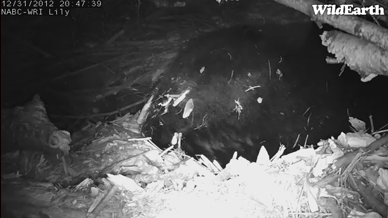 20121231 Lilys new view