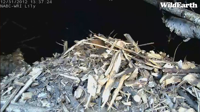 Lily's wall of wood chips - Dec 31, 2012