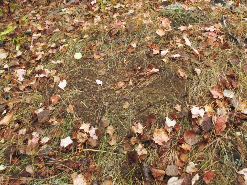 Anthill_with_sign_9-18-11