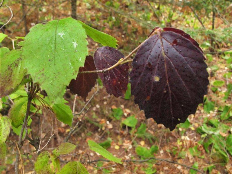 Arrowwood_red__green_9-18-11