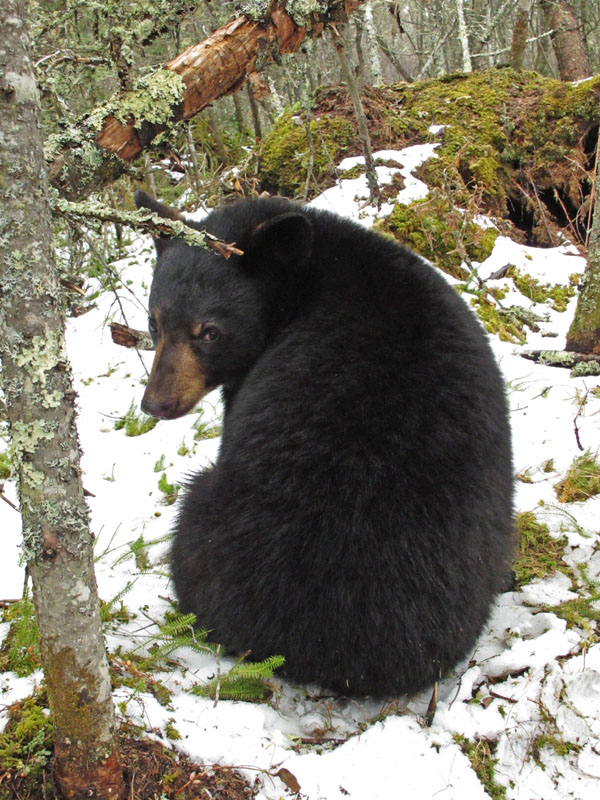 Aster - March 31, 2012