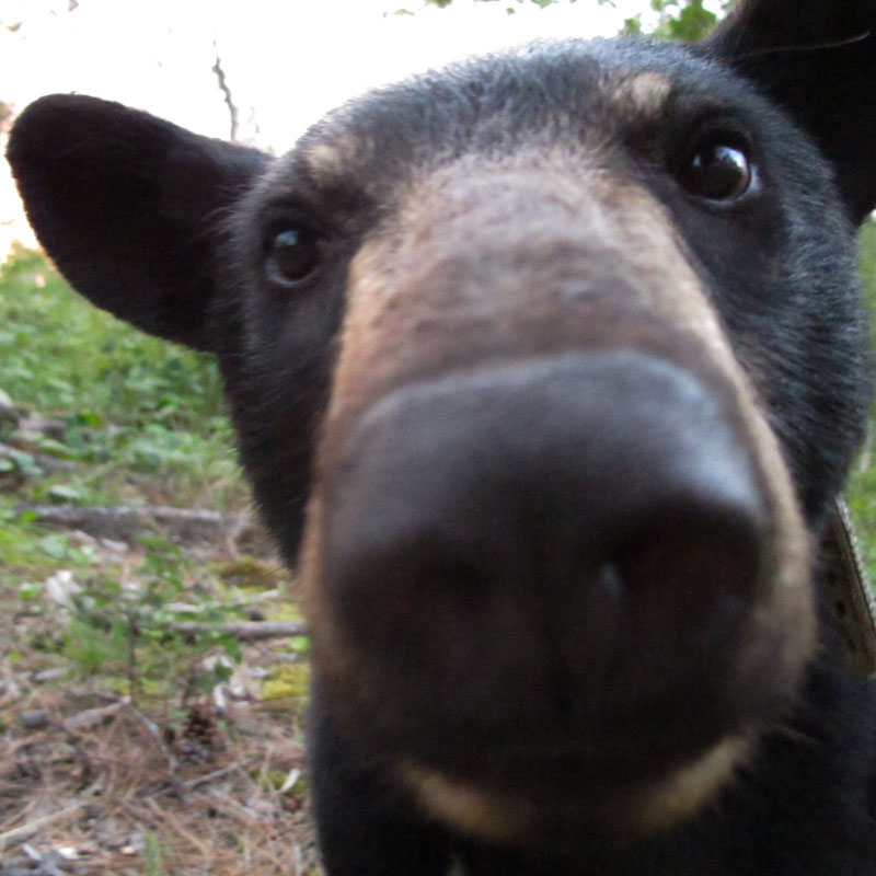 Big nose Aster - July 18, 2012