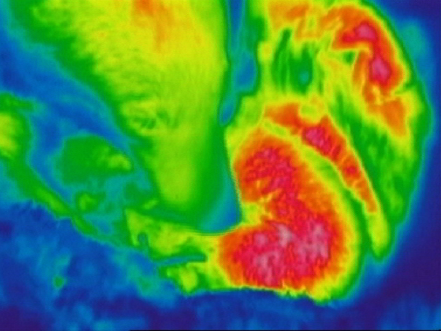 heat-sensing images of Dot and cubs in 2003