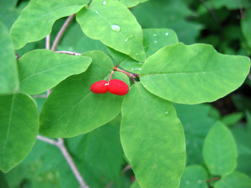 American fly honeysuckle