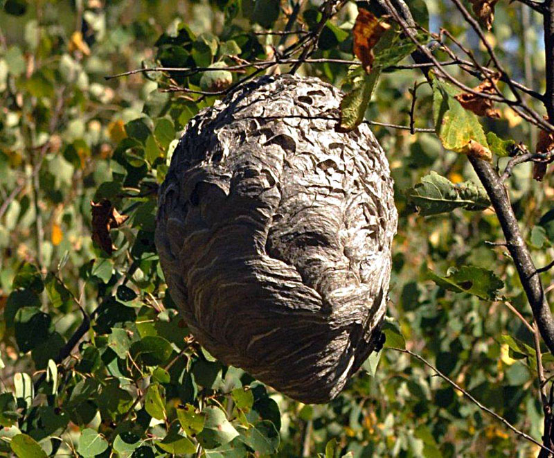 Bald-faced hornet nest - Aug 31, 2012